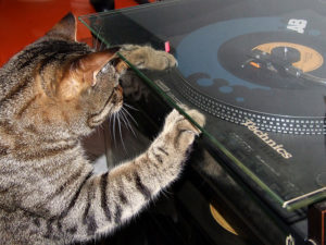 cat scratching vinyl